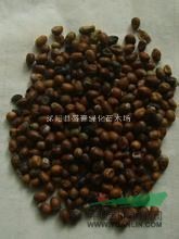 供應(yīng)優(yōu)質(zhì)中藥材種子【苦參種子 】 苦參種子播種技術(shù)