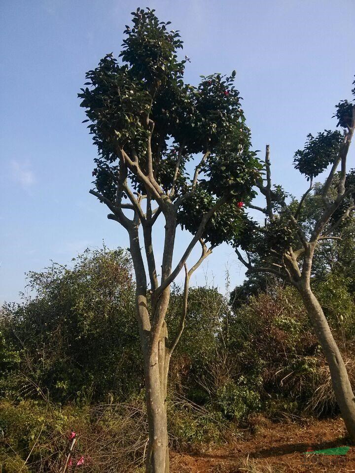 古老茶樹