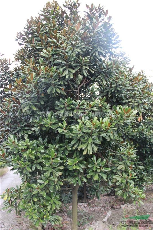 成都基地供應(yīng)廣玉蘭 廣玉蘭照片 廣玉蘭價(jià)格 萬樹園林公司供應(yīng)