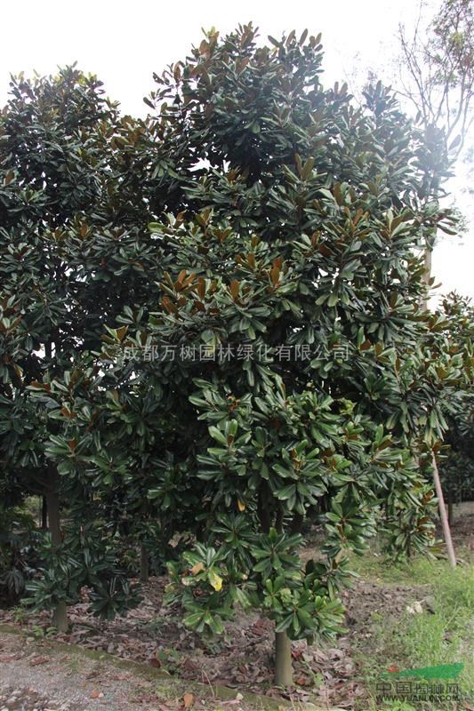 成都基地供應(yīng)廣玉蘭 廣玉蘭照片 廣玉蘭價(jià)格 萬樹園林公司供應(yīng)