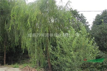 供應(yīng)成都垂柳 垂柳綠化苗 垂柳苗木批發(fā) 萬(wàn)樹(shù)園林供應(yīng)