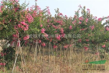 供應成都紫薇 成都紅花紫薇 紫薇苗木批發(fā)