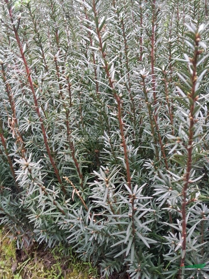 浙江紅豆杉小苗供應(yīng)，紅豆杉小苗批發(fā)，量大優(yōu)惠