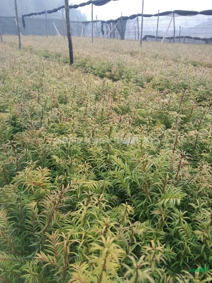 新昌紅豆杉小苗基地，優(yōu)質(zhì)紅豆杉