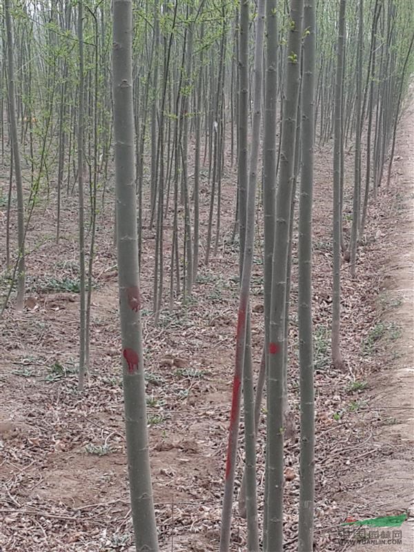 山東白蠟柳樹 基地