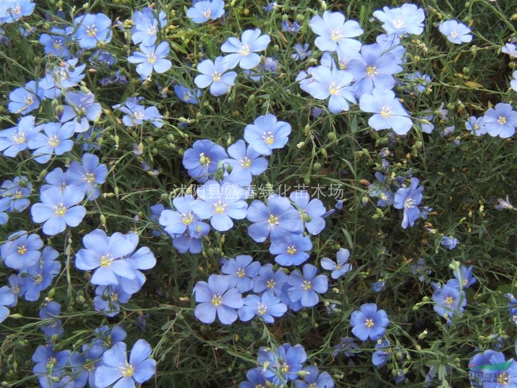 供應(yīng) 藍(lán)花亞麻種子 草花種子 優(yōu)質(zhì)觀花植物種子