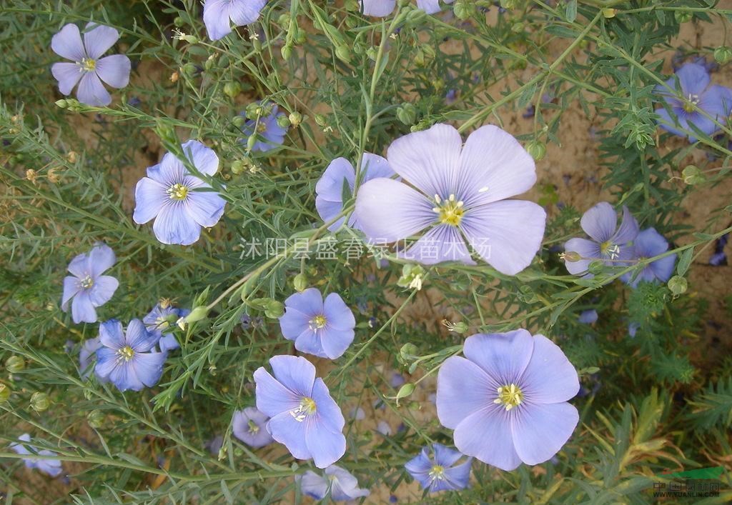 供應(yīng) 藍(lán)花亞麻種子 草花種子 優(yōu)質(zhì)觀花植物種子