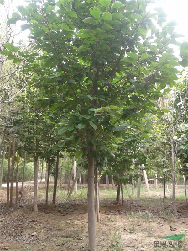 苗圃供應(yīng)工程苗木