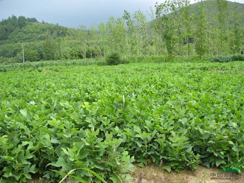 最新馬褂木價(jià)格/江蘇馬褂木價(jià)格