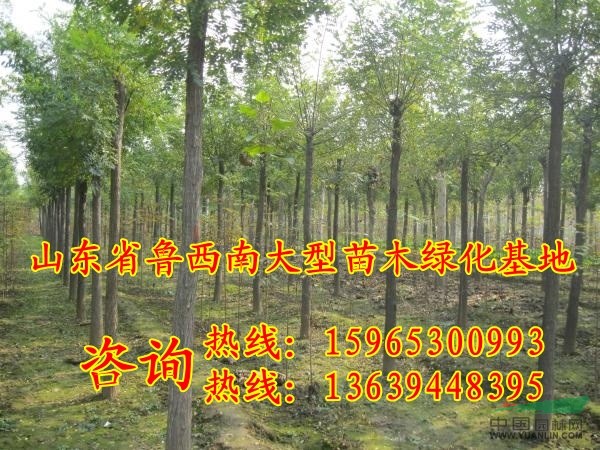 14公分國槐價格調(diào)整