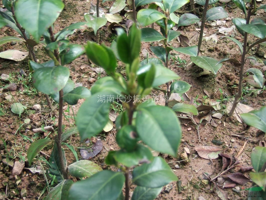 山茶花 山茶花小苗 山茶花扦插苗