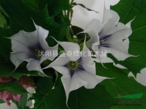 批發(fā)曼陀羅曼珠沙華草坪草花花卉種子