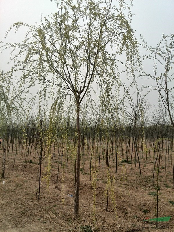 自有苗圃 大量供應(yīng)8--18cm各種工程苗木