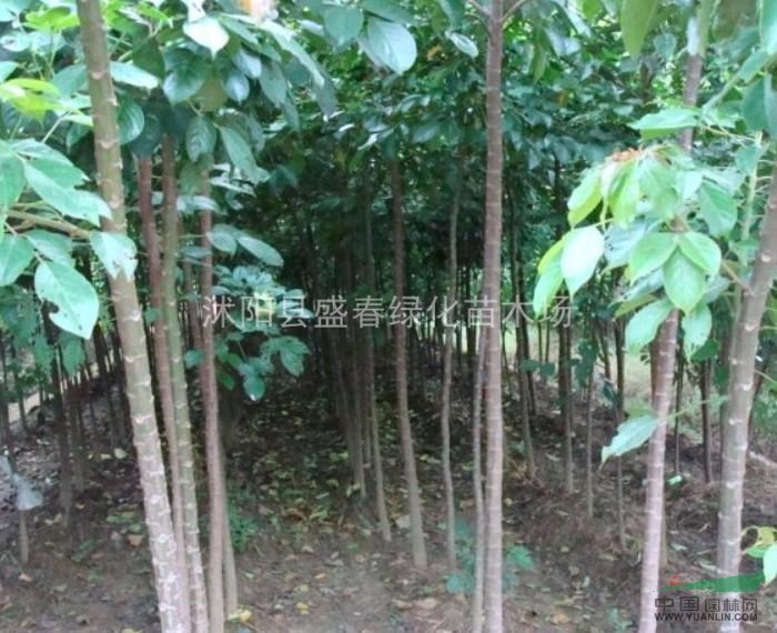 秋楓種子 大秋楓種子 茄冬種子 秋風(fēng)子種子 保質(zhì)保量