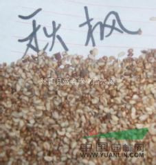 秋楓種子 大秋楓種子 茄冬種子 秋風(fēng)子種子 保質(zhì)保量