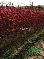 供應(yīng)紅葉碧桃地徑2-10公分，臘梅，紅梅地徑2-10公分價(jià)格