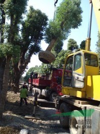 常州苗圃供应移栽大香樟15-60公分/移栽香樟基地报价/图片