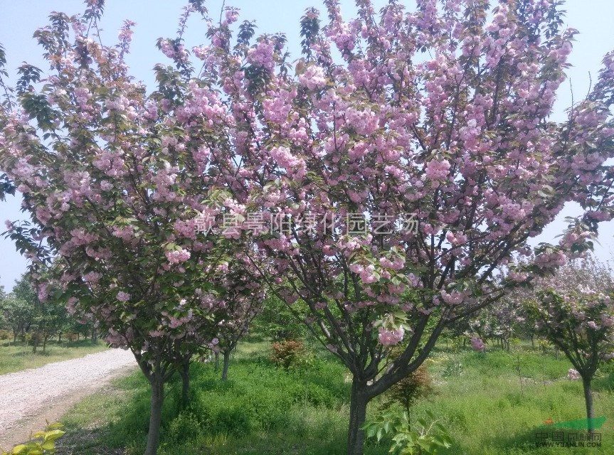 櫻花   櫻花小苗  早櫻   晚櫻