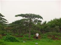 山東造型油松 景觀松樹 精品黑松 造型黑松 園林工程承接