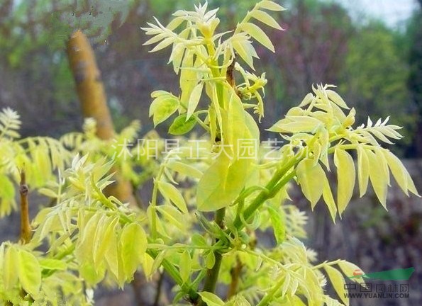 低價出售黃金槐 金枝國槐 高嫁矮嫁  規(guī)格多 價格低