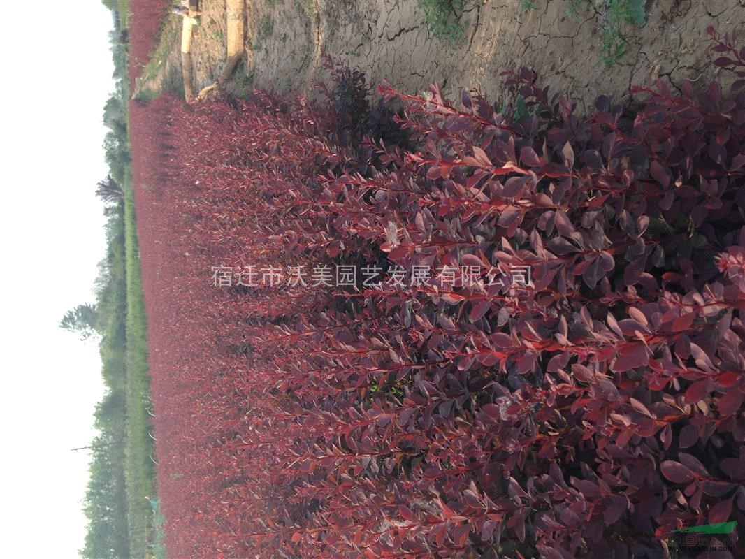 红叶小檗、红叶小檗沭阳种植基地、红叶小檗球、