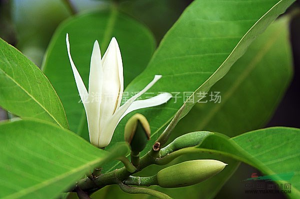 白玉蘭圖片\白玉蘭報價