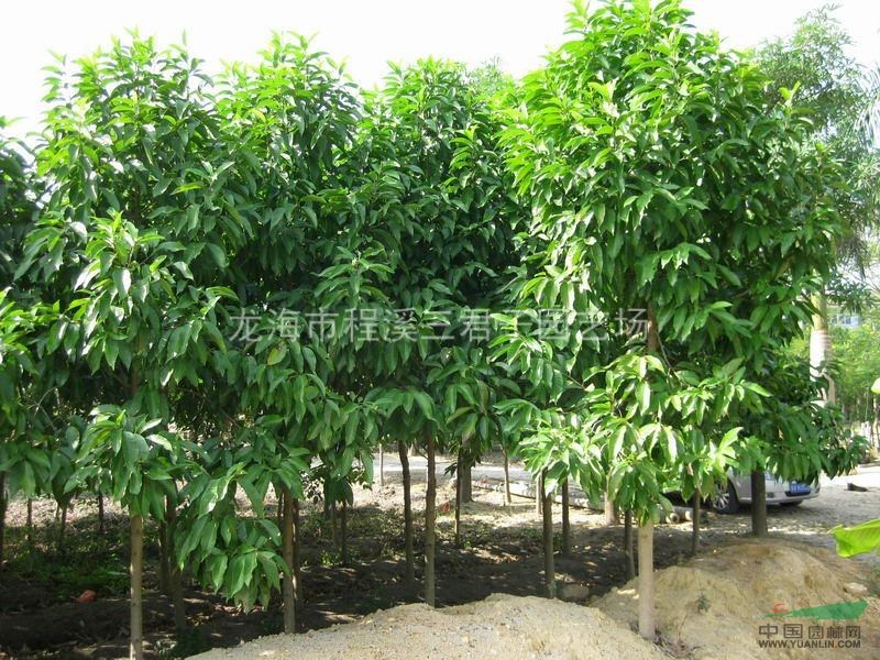 白玉蘭圖片\白玉蘭報價