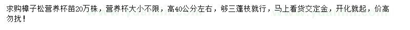 求購(gòu)高40公分左右樟子松