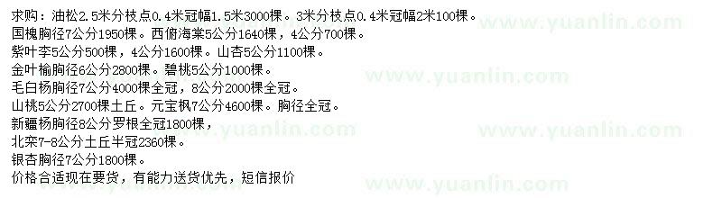 求購油松、國槐、紫葉李等