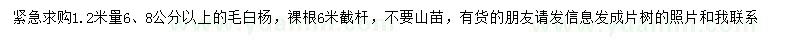 求購(gòu)1.2米量6、8公分以上毛白楊