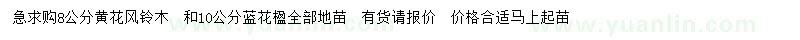 求購8公分黃花風(fēng)鈴木、10公分藍(lán)花楹
