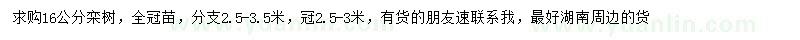求購16公分欒樹