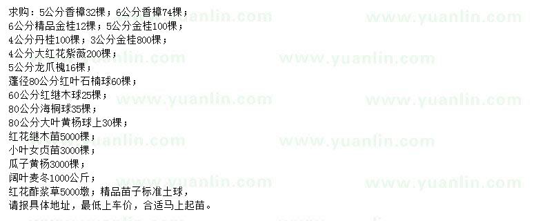 求購香樟、金桂、丹桂等