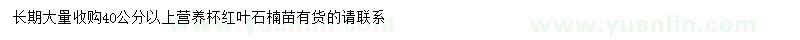 求購40公分以上紅葉石楠
