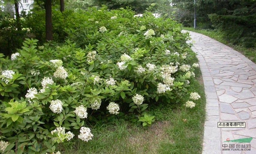 浙江八仙花介紹