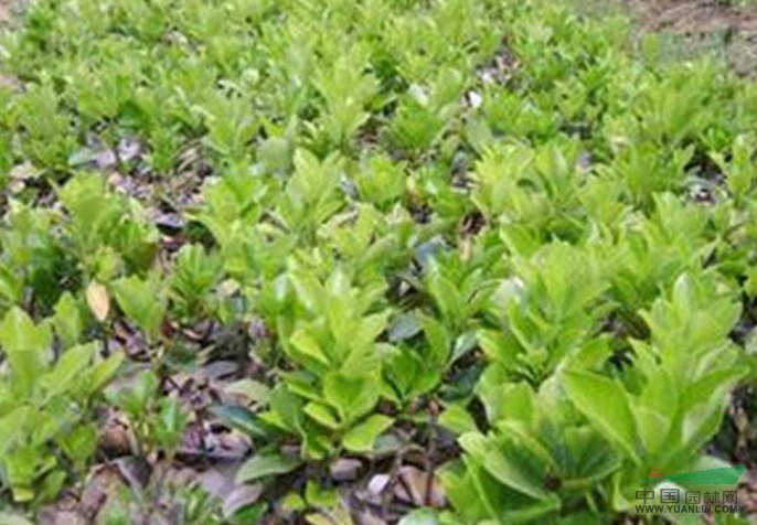 浙江大葉黃楊信息