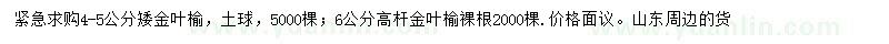 求購4-5公分矮金葉榆、6公分高桿金葉榆