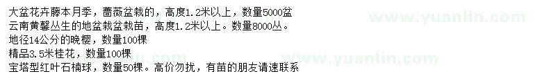 求購云南黃馨、雪松、紅葉石楠球等