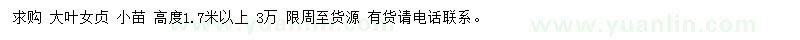 求購1.7米以上大葉女貞小苗