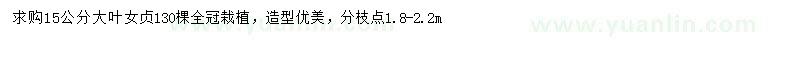 求購15公分大葉女貞