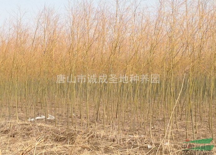 4公分 速生柳 旱柳 饅頭柳 垂柳 金絲垂柳 青皮垂柳 竹柳