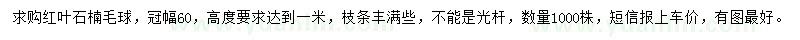 求購高1米紅葉石楠球
