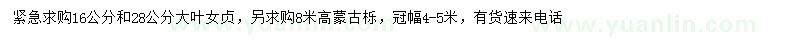 求購16、28公分大葉女貞、高8米蒙古櫟