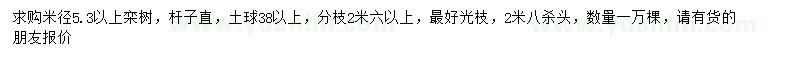 求購米徑5.3公分以上欒樹