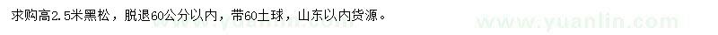 求購高2.5米黑松