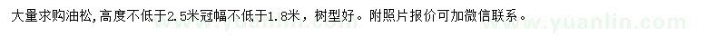求購油松