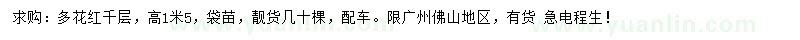 求購(gòu)多花紅千層
