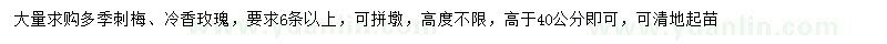 求購(gòu)多季刺梅、冷香玫瑰
