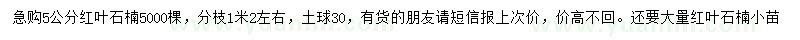 求購5公分紅葉石楠