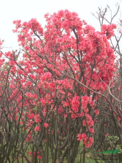 杜鵑供應(yīng)/杜鵑圖片